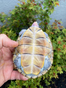 Ornate Diamondback Terrapin Female