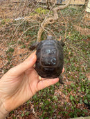 Aldabra Tortoise USA CB 2025