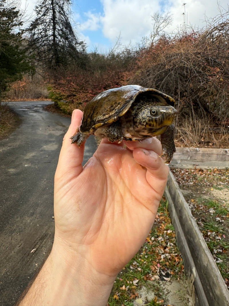 Stripe-necked Musk Turtle Adult Pair