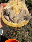 Mexican Giant Musk XXL Adult Pair