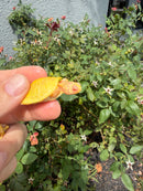 Albino Yellow Bellied Slider Turtle Babies (Trachemys scripta)