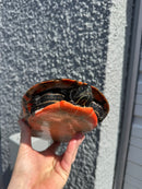 Super Red Northern Red Bellied Turtle Adult Male