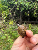 Hi Color Yellow Baby Eastern Box Turtle
