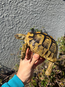 Eastern Hermann's Tortoise Adult Female