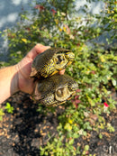 Sicilian Pond Turtle Adult Pair