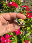 Two Headed Yellow Bellied Slider Turtle (Trachemys scripta)