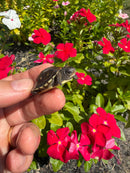 Hi Color Yellow Baby Eastern Box Turtle