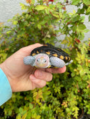 Ornate Diamondback Terrapin Male