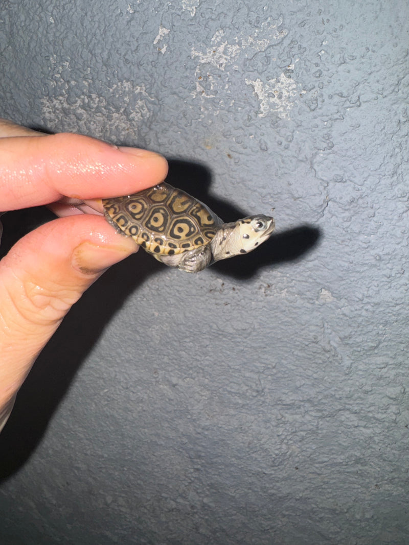 Hi White Concentric Diamondback Terrapin 2024