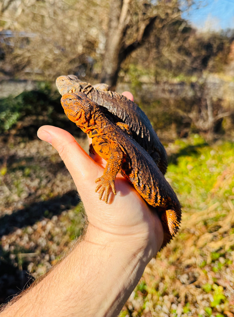 Super Red Niger Uromastyx Adult Pair