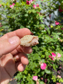 Albino Florida Snapping Turtle 2026