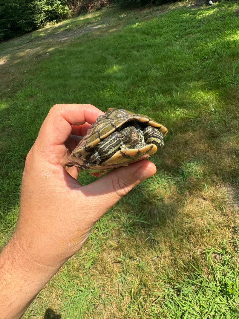 Barbour's  Map Turtle 1.4 Adult Breeding Colony (Graptemus barbouri)