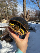 Florida Chicken Turtle CB  Adult Female