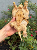 Hypomelanistic Common Snapping Turtle 2024