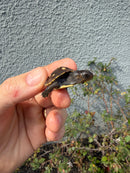 Hi Color Eastern Box Turtle Baby