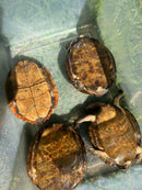 Adult Leaf Turtle Group 1.3 (Cyclemys oldhamii)