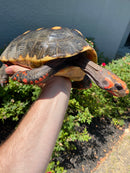 Red Foot Tortoise Adult Male