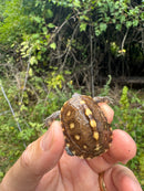 Hi Color Yellow Baby Eastern Box Turtle
