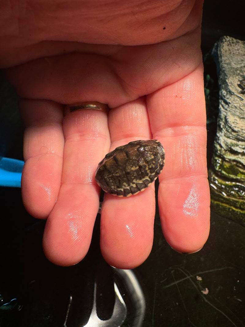 Pastel Common Musk Turtle Baby