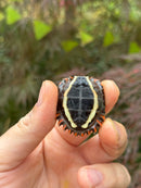 Vietnamese Black Breasted Leaf Turtle Baby 2025