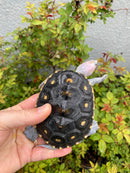 Ornate Diamondback Terrapin Male
