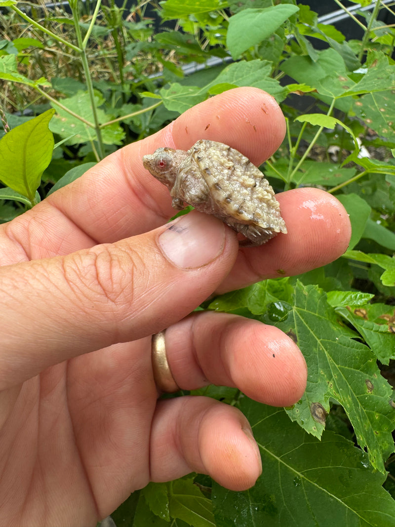 Albino Florida Snapping Turtle 2024