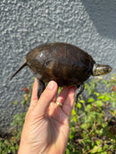 Franco-Italian Pond Turtle Adult Female