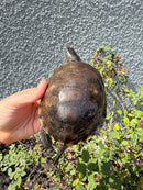 Franco-Italian Pond Turtle Adult Female