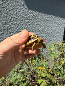 Sri Lankan Star Tortoise