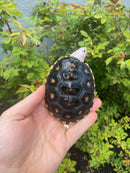 Ornate Diamondback Terrapin Male