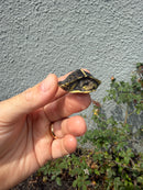 HI YELLOW Florida Box Turtle