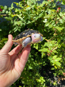Ornate Diamondback Terrapin Female
