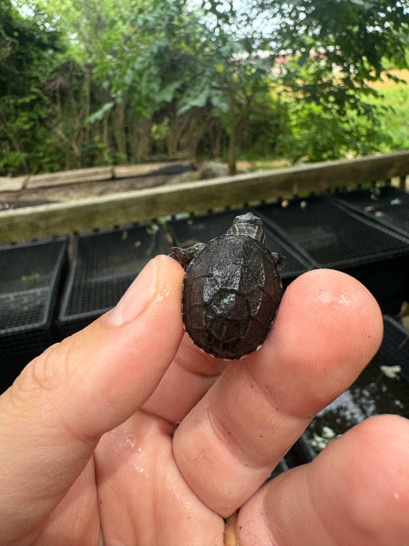 Razor backed Musk Turtle X Stinkpot Musk Turtle Hybrid Baby 2024