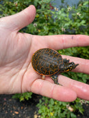 Pastel Clown Florida Softshell