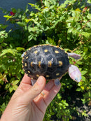 Ornate Diamondback Terrapin Female