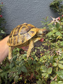 Eastern Hermann's Tortoise Adult Female