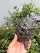 Northern Diamondback Terrapin Adult Female