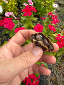 Hi Orange Vietnamese Black Breasted Leaf Turtle Baby