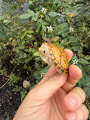 Hypo Stripe-necked Musk Turtle Adult Female