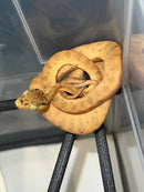 Amazon Tree Boa Baby 2023 CB