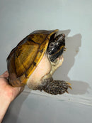 Mexican Giant Musk Adult Male