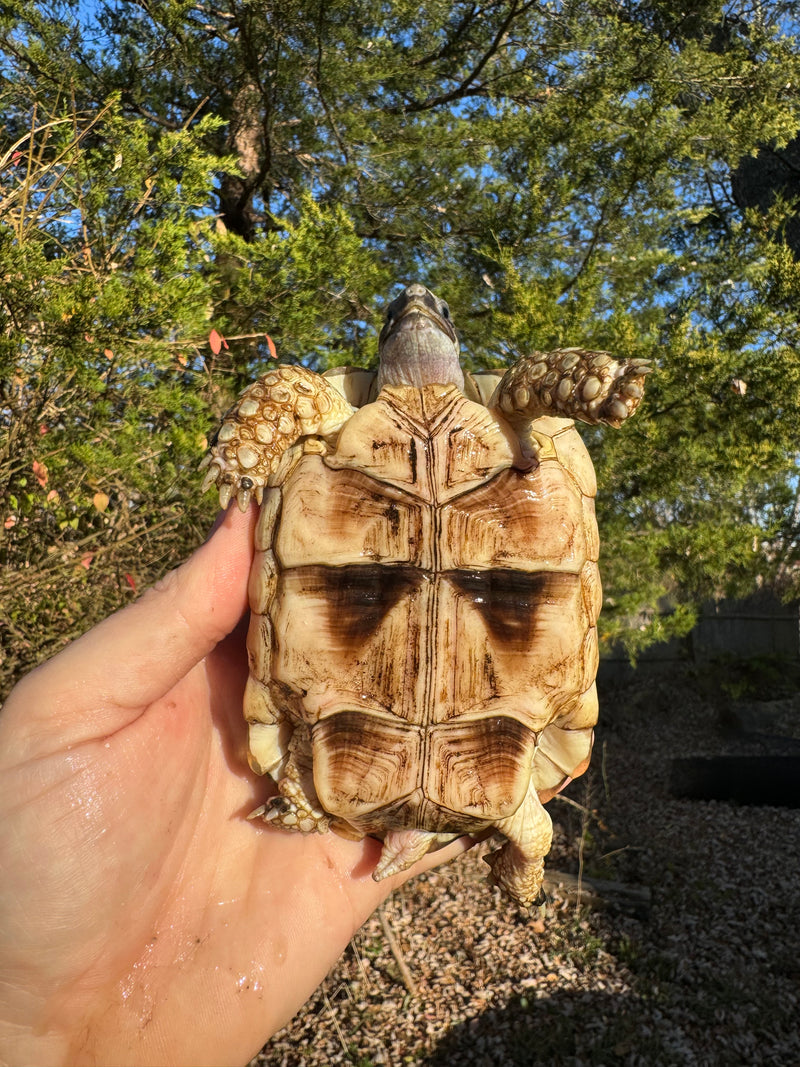 Marginated Tortoise Female