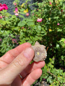 Albino Florida Snapping Turtle 2026