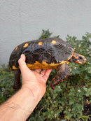 Red Foot Tortoise Adult Male