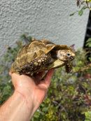 Mesopotamian Greek Tortoise Adult Female