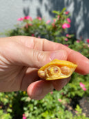 Albino Yellow Bellied Slider Turtle Female