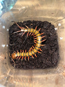 Barbados Giant Centipede (Scelopendra angulata)