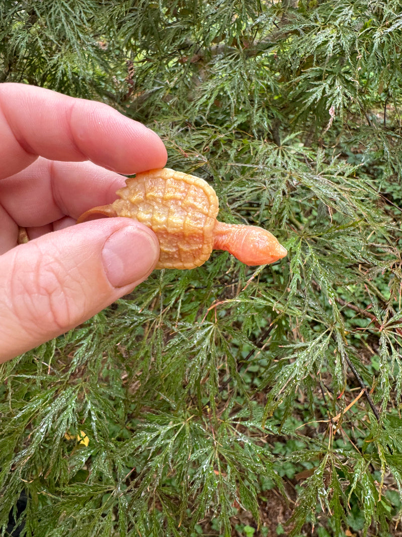 Baby Albino Common Snapping Turtle (No Eyes) (Chelydra serpentina)