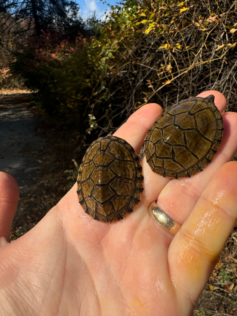 Stripe-necked Musk Turtle Juvenile Pair