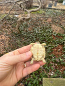 Hi White Leopard Tortoise 2026